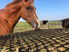 Réseau Tech Equestrian sans nœud 4-5 mm, douceur pour la bouche du cheval.