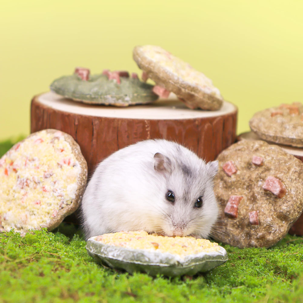 TEEWY Ensemble 3 Pièces: pack polyvalent pour cobayes et autres rongeurs.