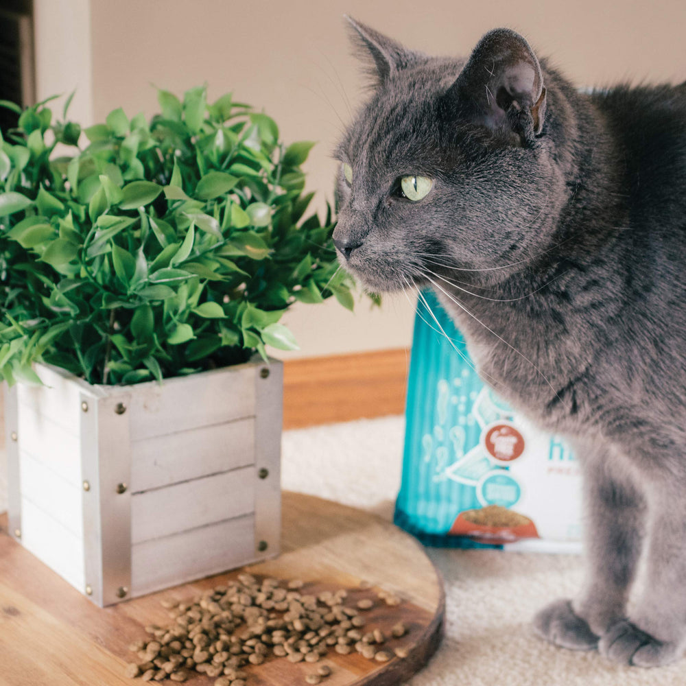 Tender & True poisson-blanc chat: ingrédients limités pour une alimentation simple.