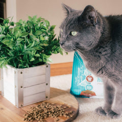 Tender & True poisson-blanc chat: ingrédients limités pour une alimentation simple.