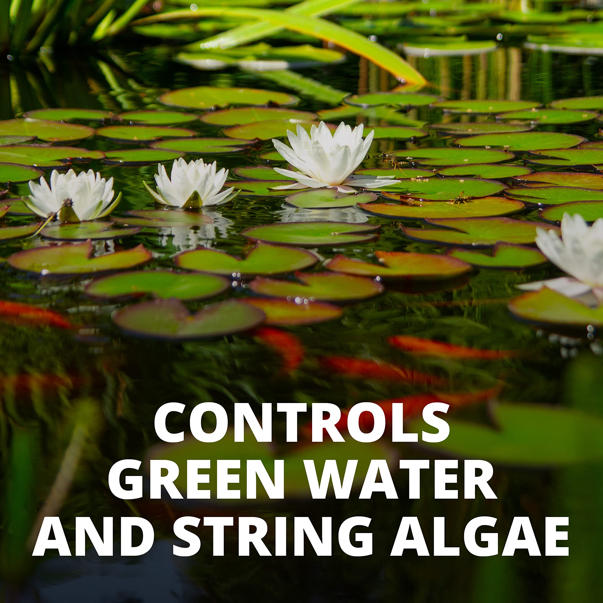 Tetra Pond AlgaeControl : élimination des algues mortes après traitement.