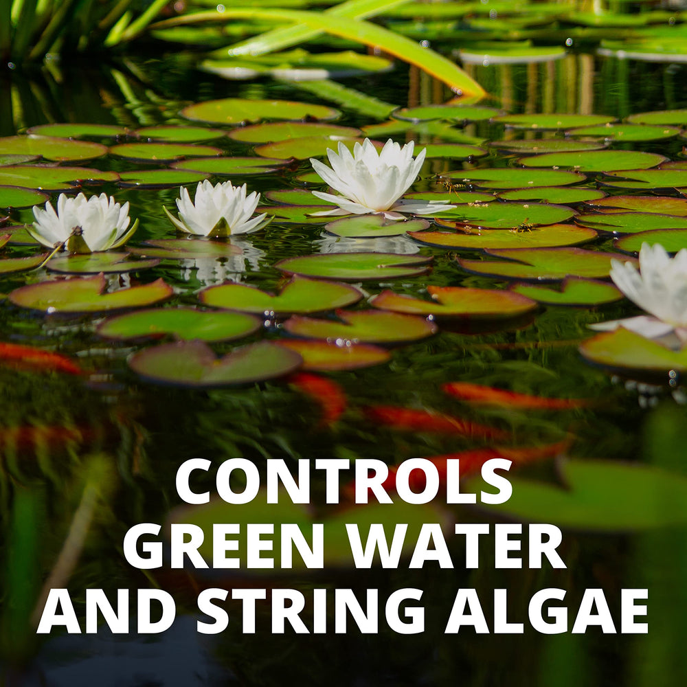 Tetra Pond AlgaeControl : élimination des algues mortes après traitement.
