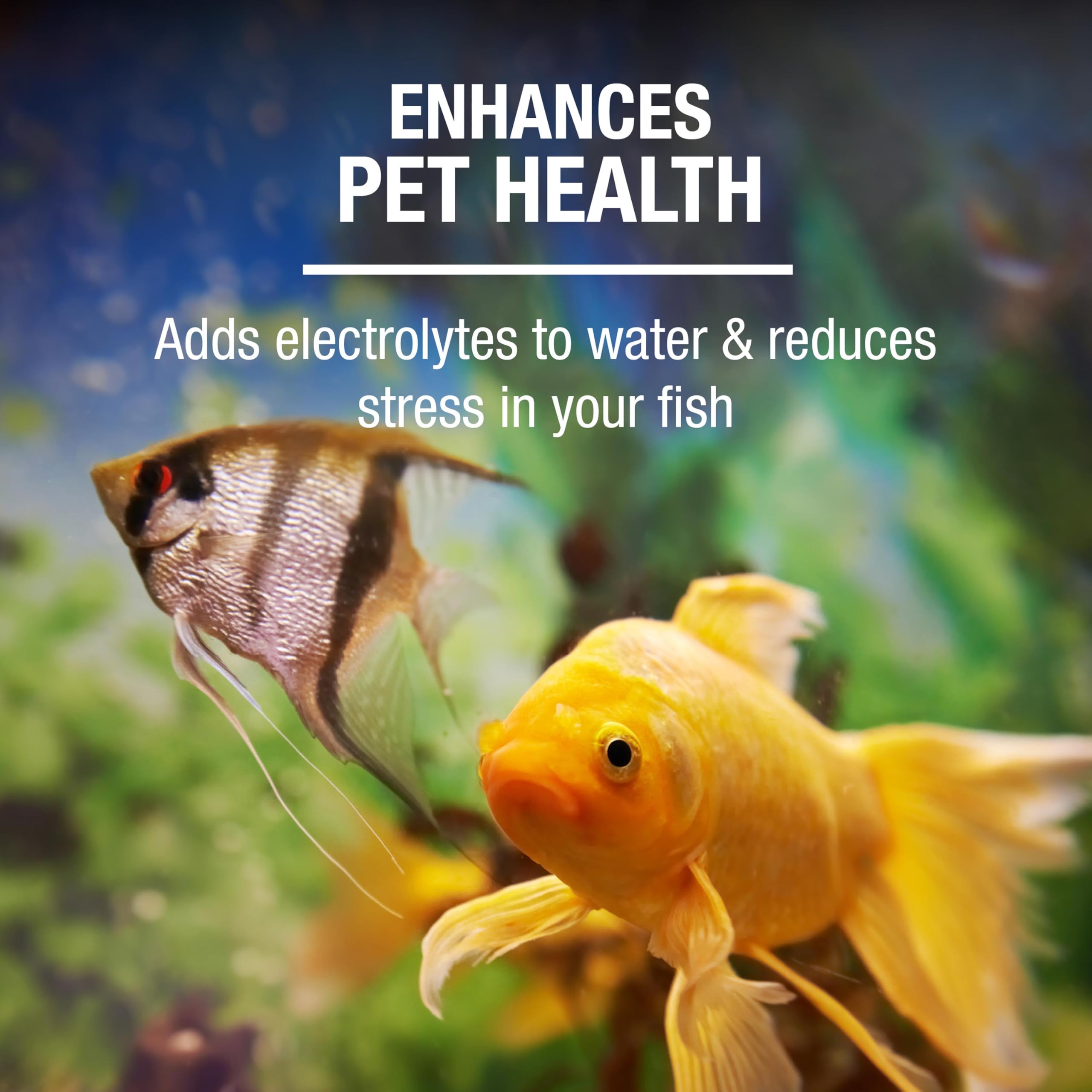Tetra Sel d'Aquarium: poissons d'eau douce nageant paisiblement.