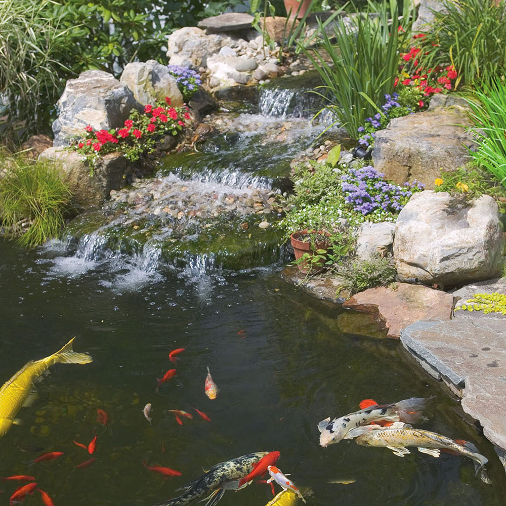 Convient pour koï et poissons décoratifs, alimentation saisonnière pratique.