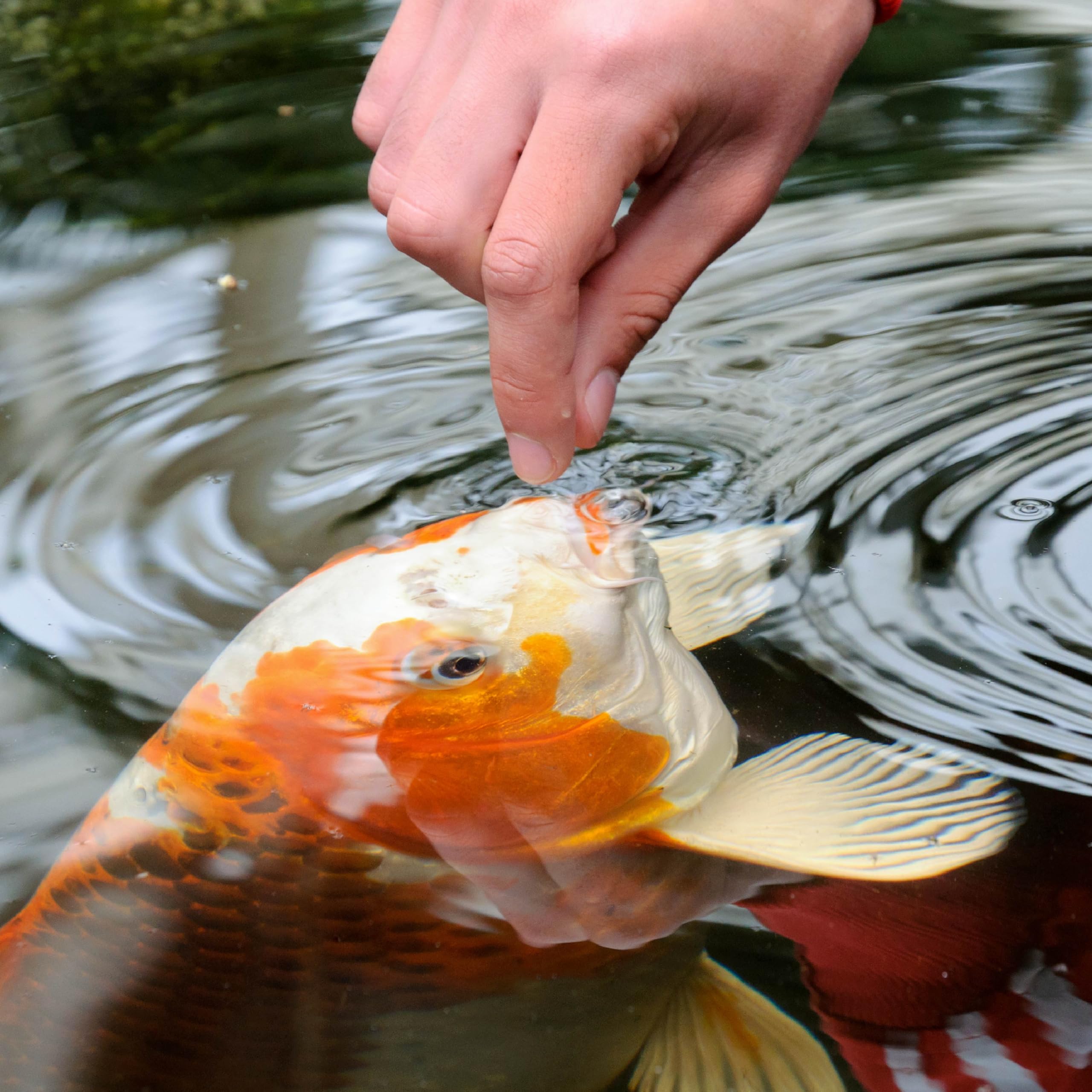 TetraPond Variety Blend améliore la coloration et la vitalité des poissons.