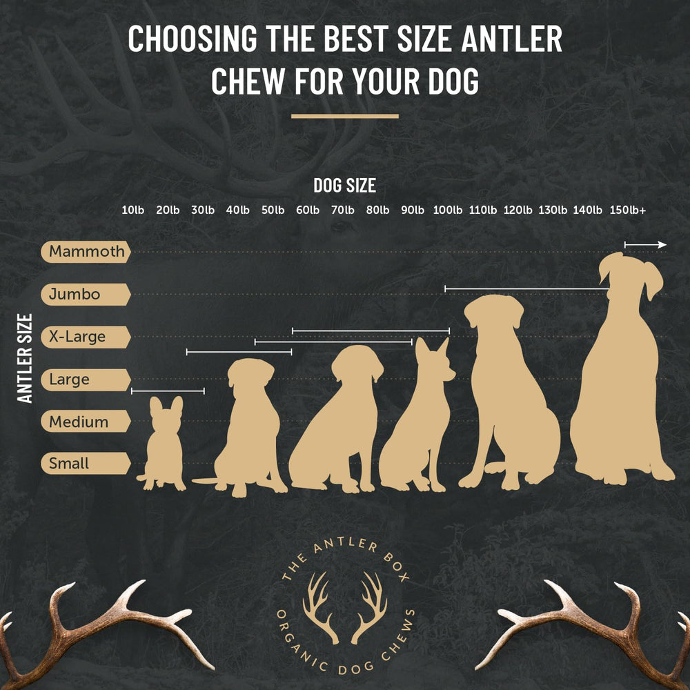 THE ANTLER BOX – boîte d'un livre, expérience de mastication variée et durable.