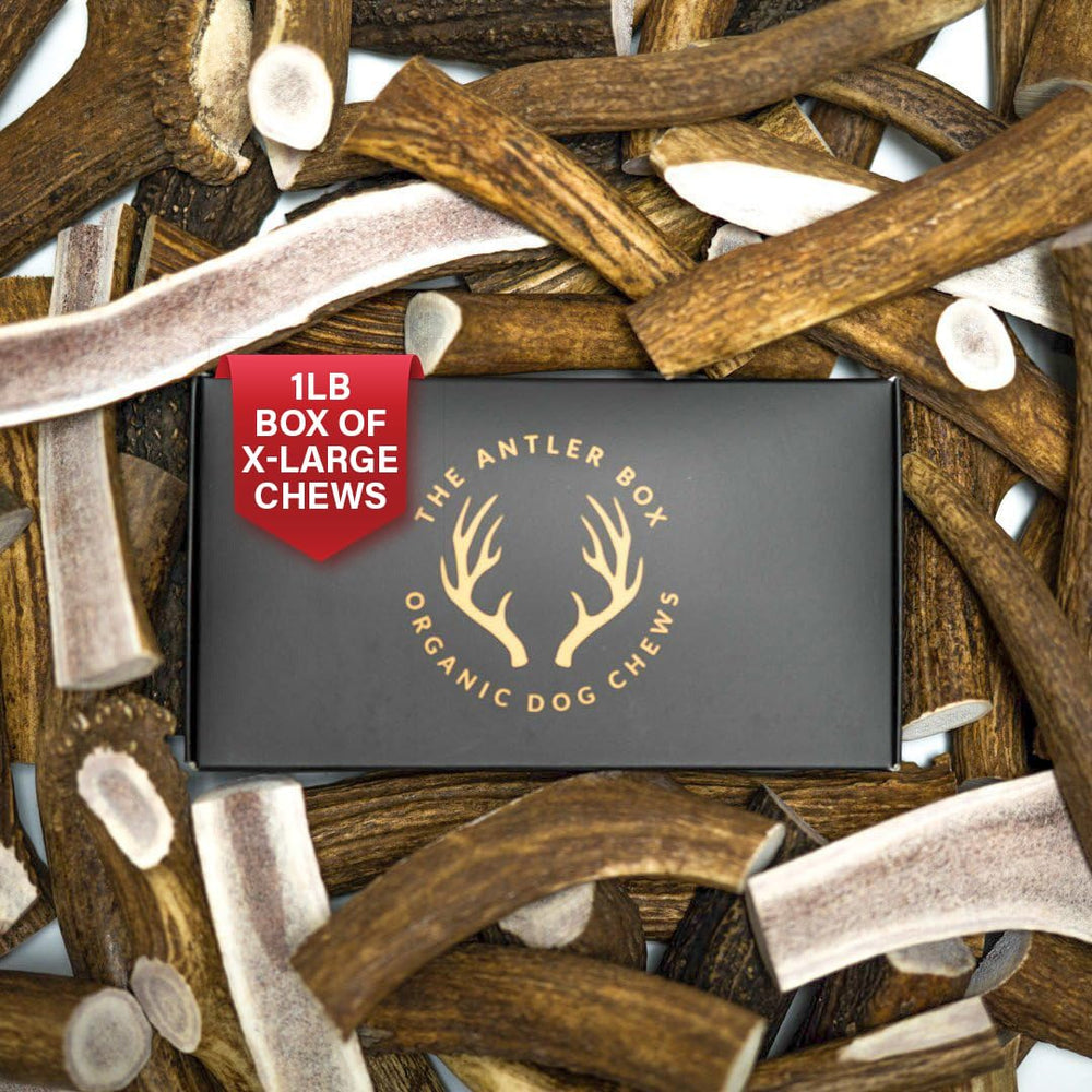 The Antler Box corne d'élan premium pour chiens XXL avec deux morceaux.