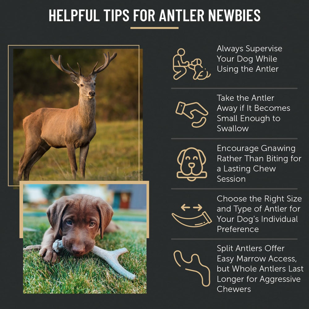 THE ANTLER BOX – garantie satisfaction, sans compromis.