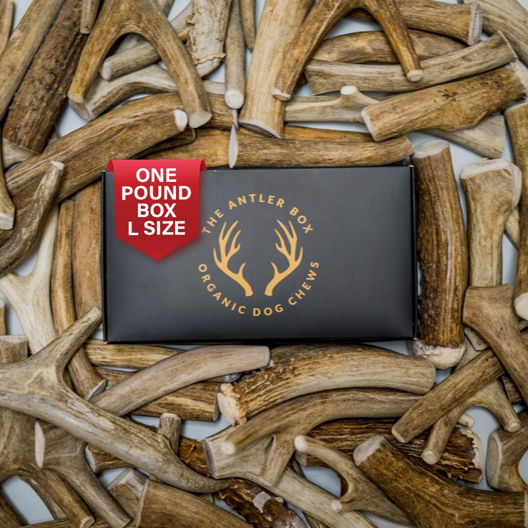 THE ANTLER BOX – os de cerf pour chiens, lot d’un livre, mordillage sûr.