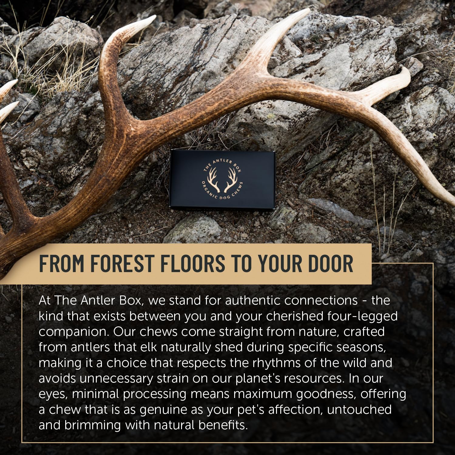 THE ANTLER BOX – sans additifs ni conservateurs, friandise pure et biologique.