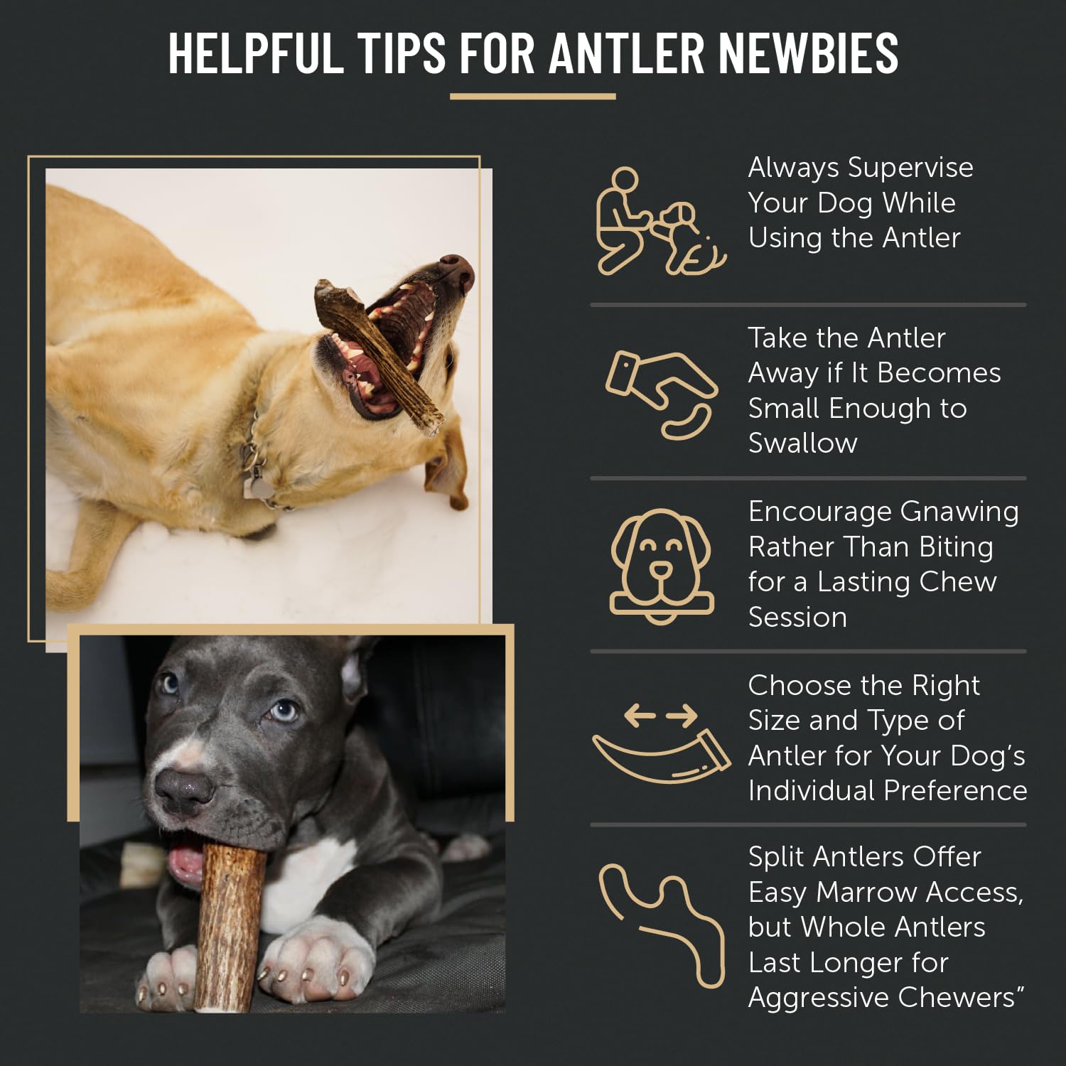 THE ANTLER BOX – utilisation sous surveillance, idéale pour chiens actifs et gourmands.