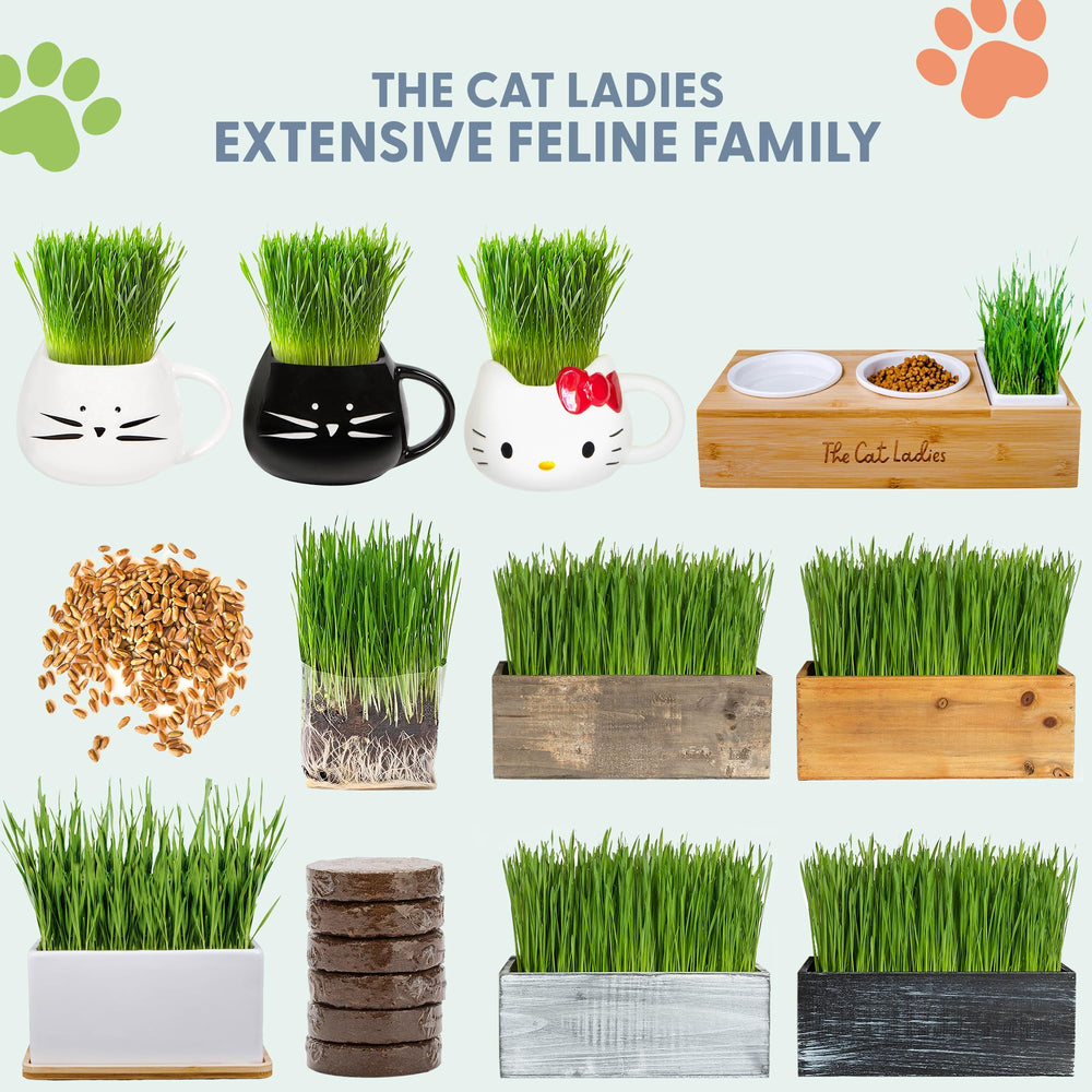 The Cat Ladies herbe-chat-en-pousse, herbe fraîche prête à mâchouiller.