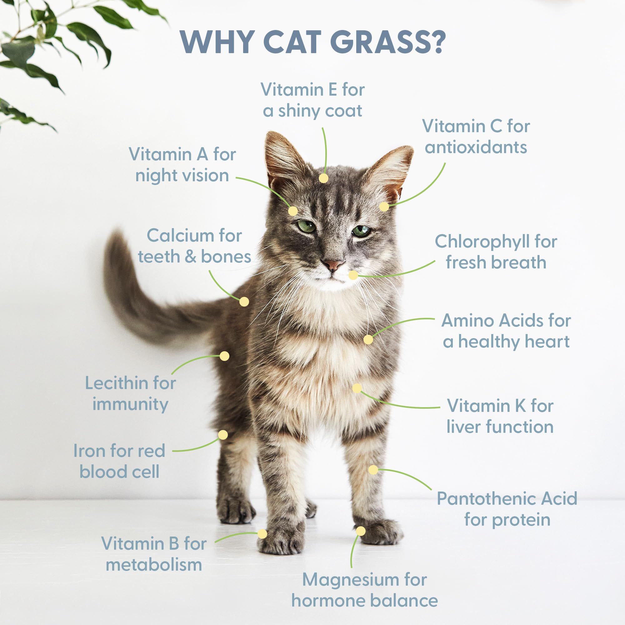 The Cat Ladies kit-culture-chat-bio, tout-en-un pratique.