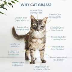 The Cat Ladies notice utilisation et conseils culture simplifiant le démarrage
