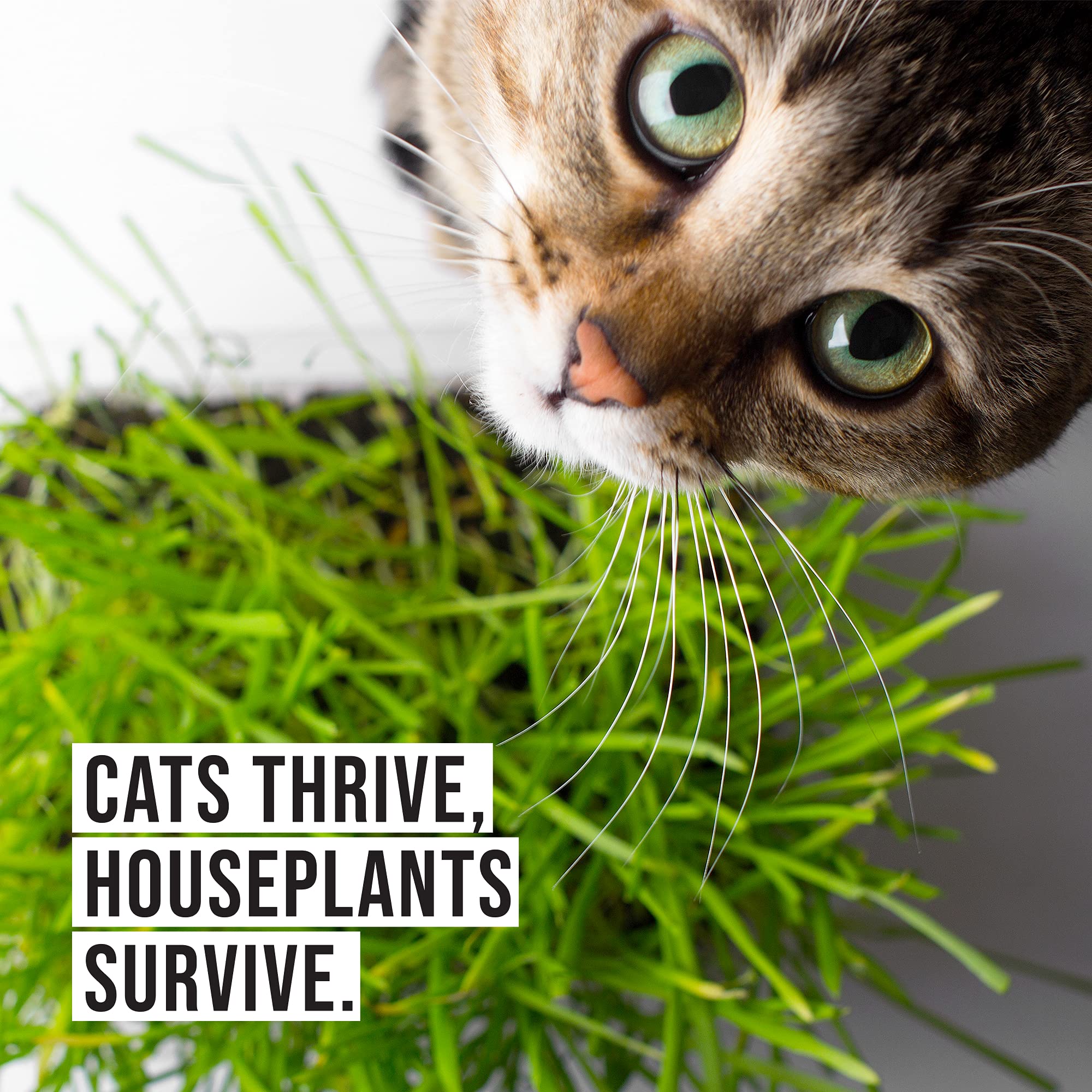 The Cat Ladies utilisation interieur peut dissuader le chat des plantes toxiques