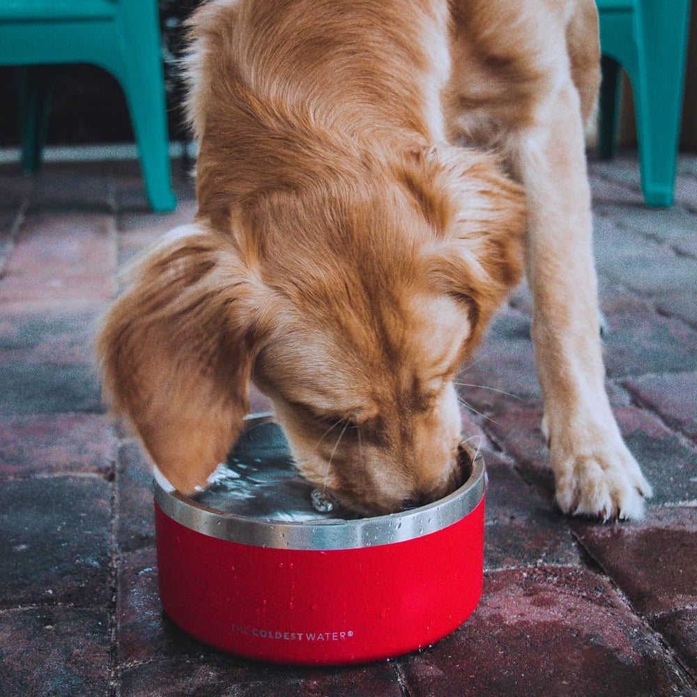 The Coldest Water, solution pratique pour chiens et chats au quotidien.