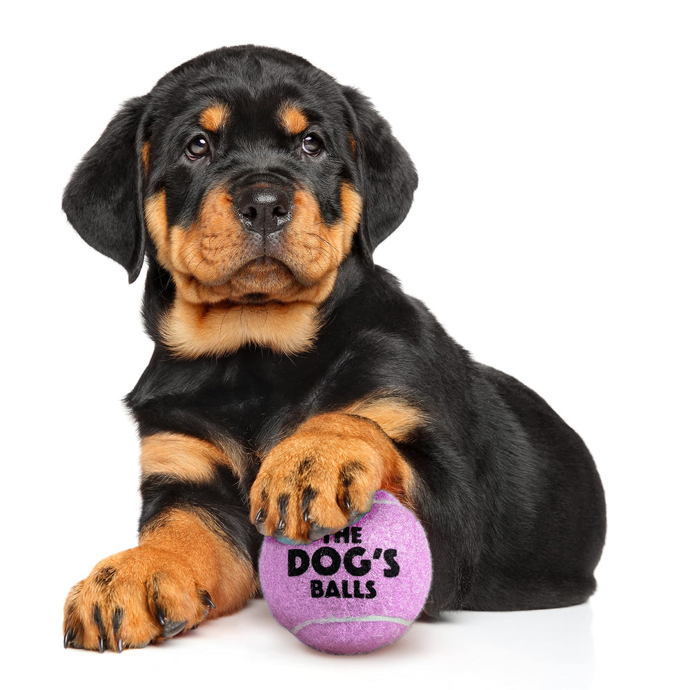 The Dog's Balls: balle de tennis flottante violet parfaite pour les jeux d'eau.