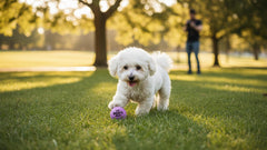 The Dog's Balls: feutre non abrasif violet pour dents sensibles.