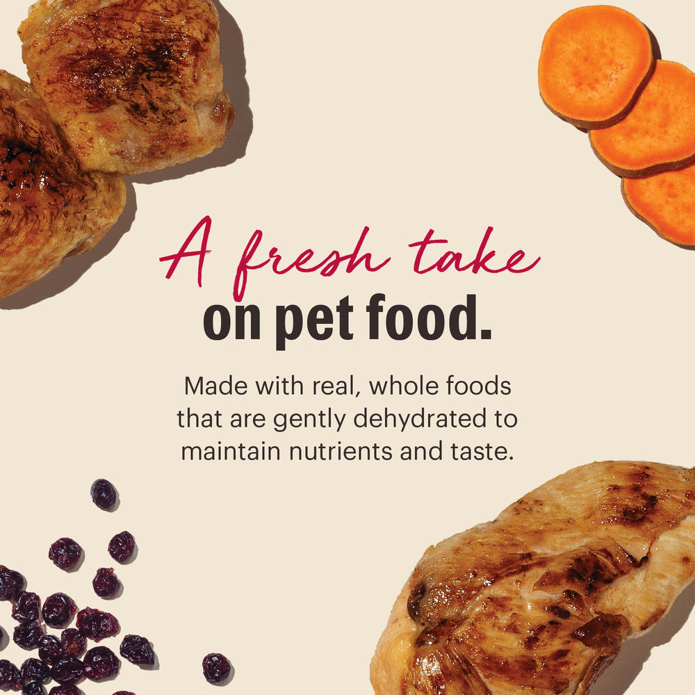 The Honest Kitchen chat-poulet eau versée pour reconstituer le repas.