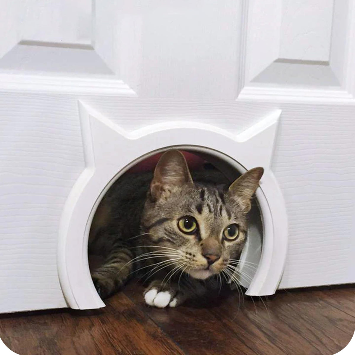 The Kitty Pass porte intérieure discrète pour litière cachée et pratique.