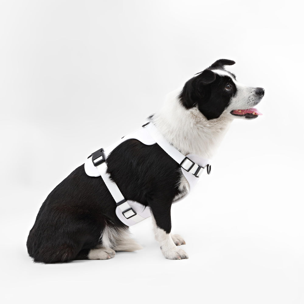 Arlo THE LICKER STORE, quatre sangles ajustables pour un ajustement précis.