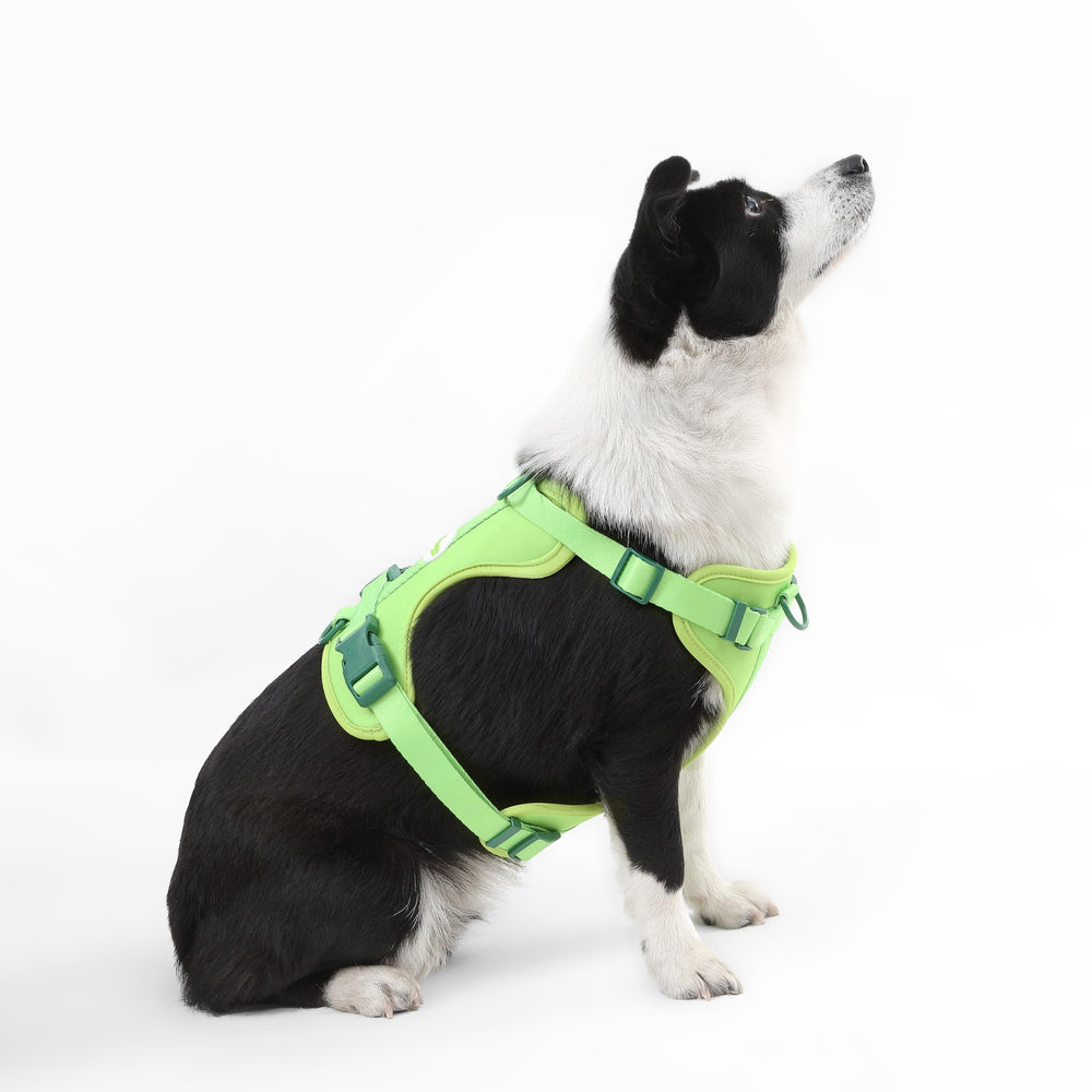 Harnais chat et chien THE LICKER STORE, ajustable pour toutes tailles.