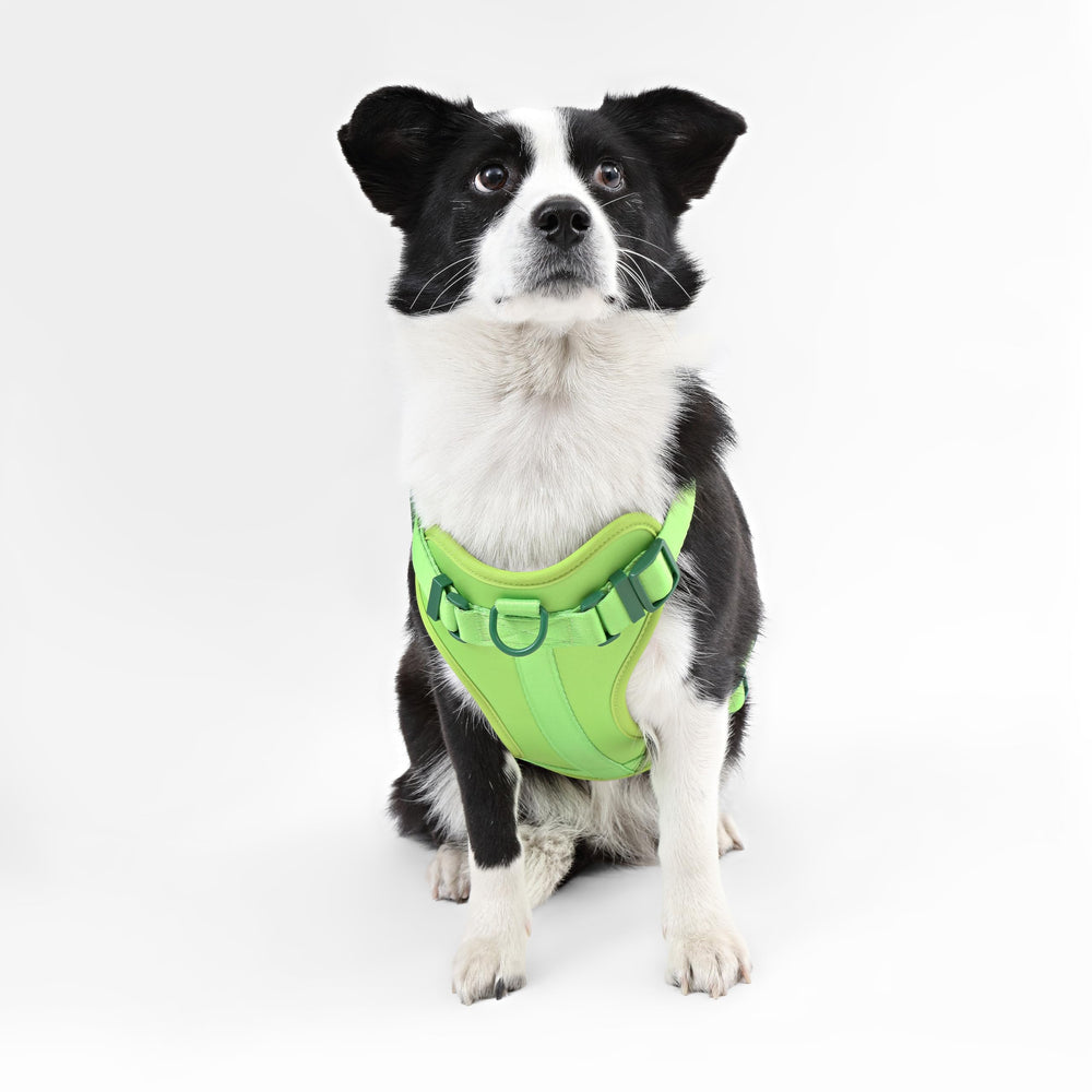 Enfilage rapide THE LICKER STORE, harnais pratique pour chiens actifs.