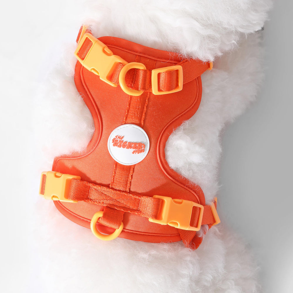 THE LICKER STORE Arlo harnais guide taille et vidéo pratique