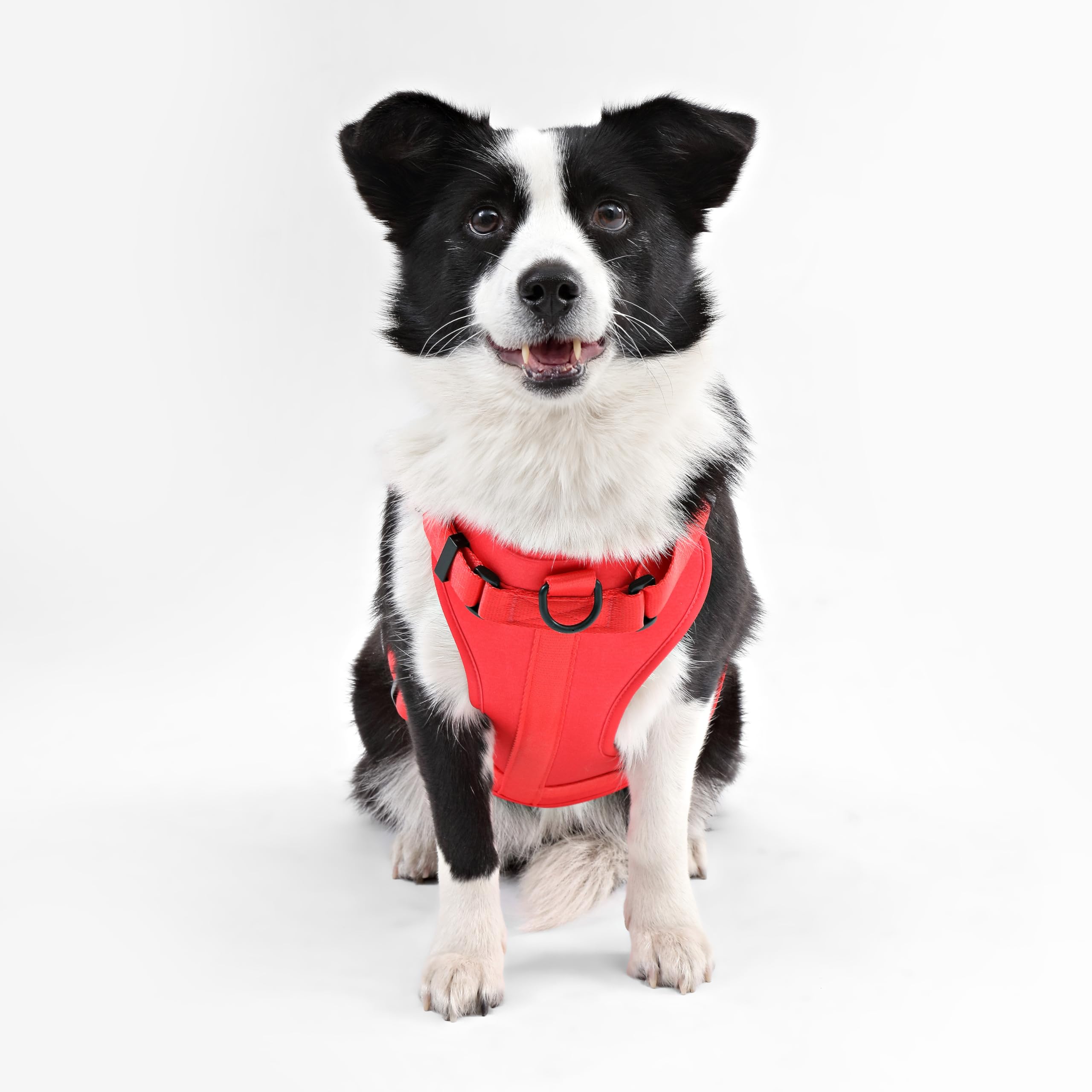 HARNAIS ARLO THE LICKER STORE nylon-doux-et-solide pour un entretien rapide.