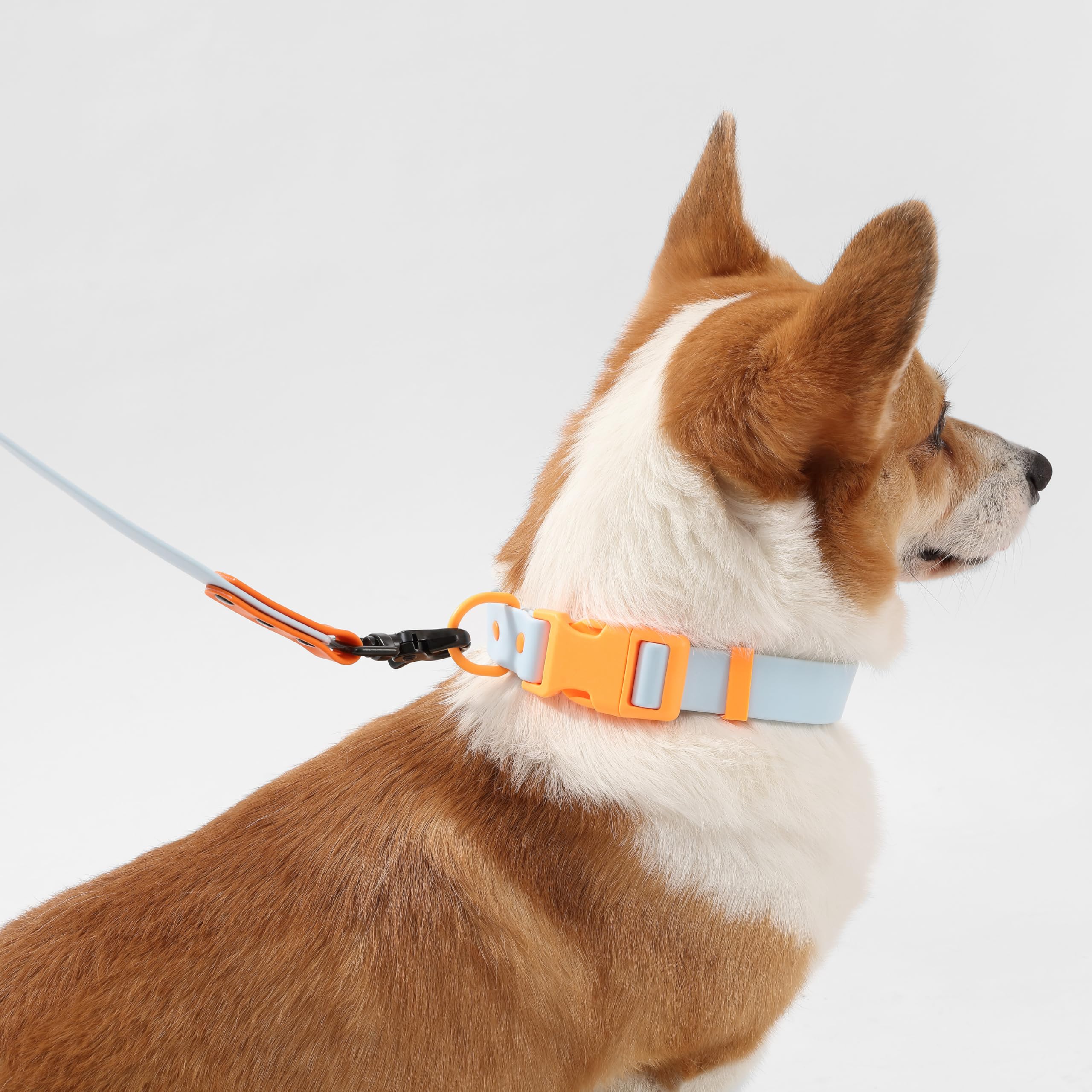 Adapté à toutes tailles de chiens, du petit au grand.