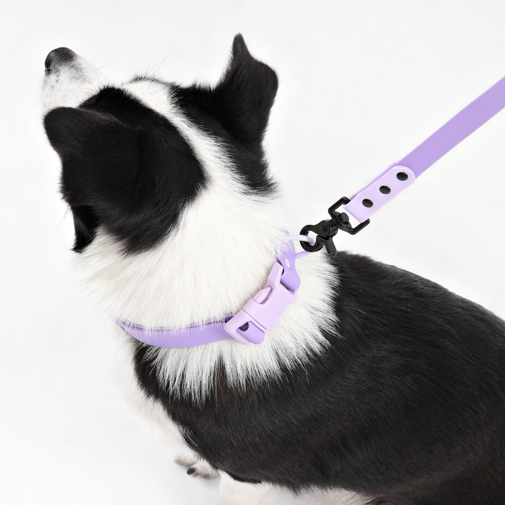THE LICKER STORE Configurations mains libres variées pour différentes promenades.