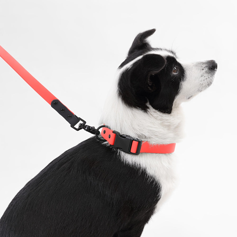 THE LICKER STORE WLK1006M-5SET Luna Large: compatible avec tous les chiens, de petit à grand.