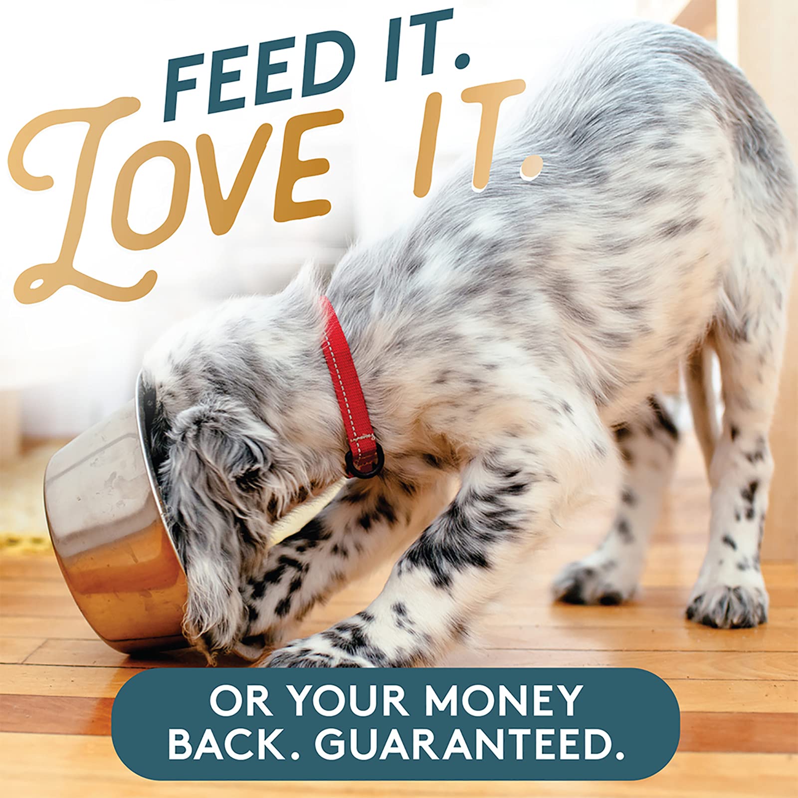 The Missing Link Poudre Kelp Chien – ingrédients limités et formulation naturelle pour chiens.
