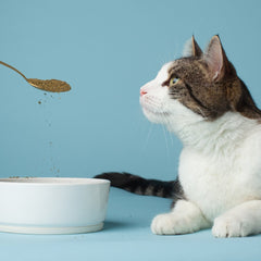 The Missing Link varech félin - doseur prêt à mesurer la poudre pour nourrir la vitalité