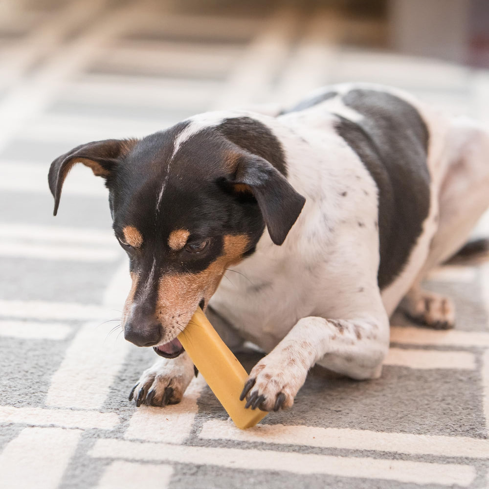 The Safe Dog Chew Company – chien de grande race savourant le bâton