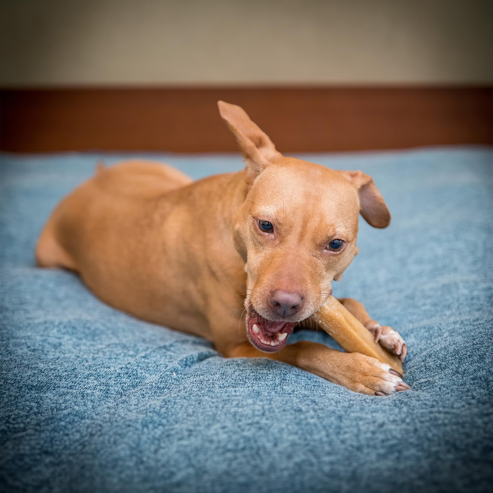 The Safe Dog Chew Company – utilisation quotidienne pour chiens actifs