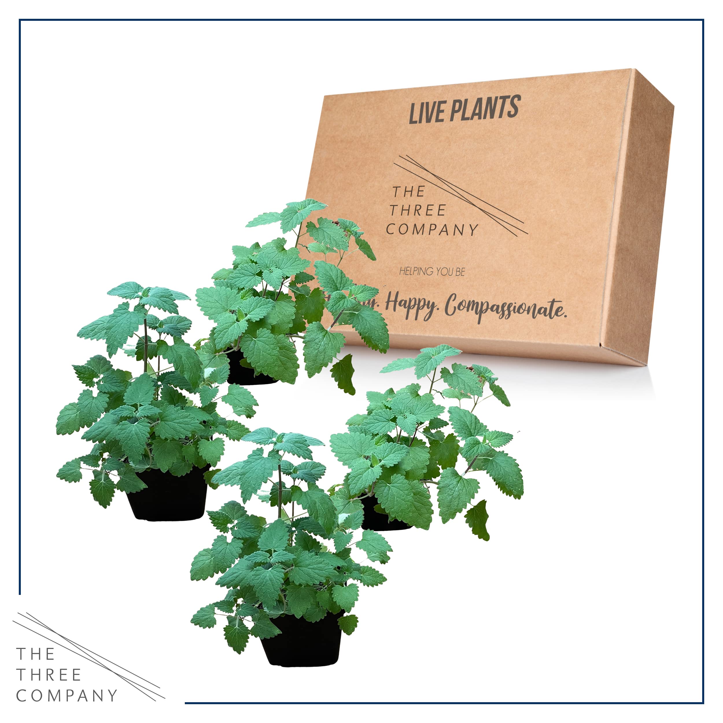 Catnip The Three Company, hauteur 20 cm et largeur 10 cm, plante compacte.