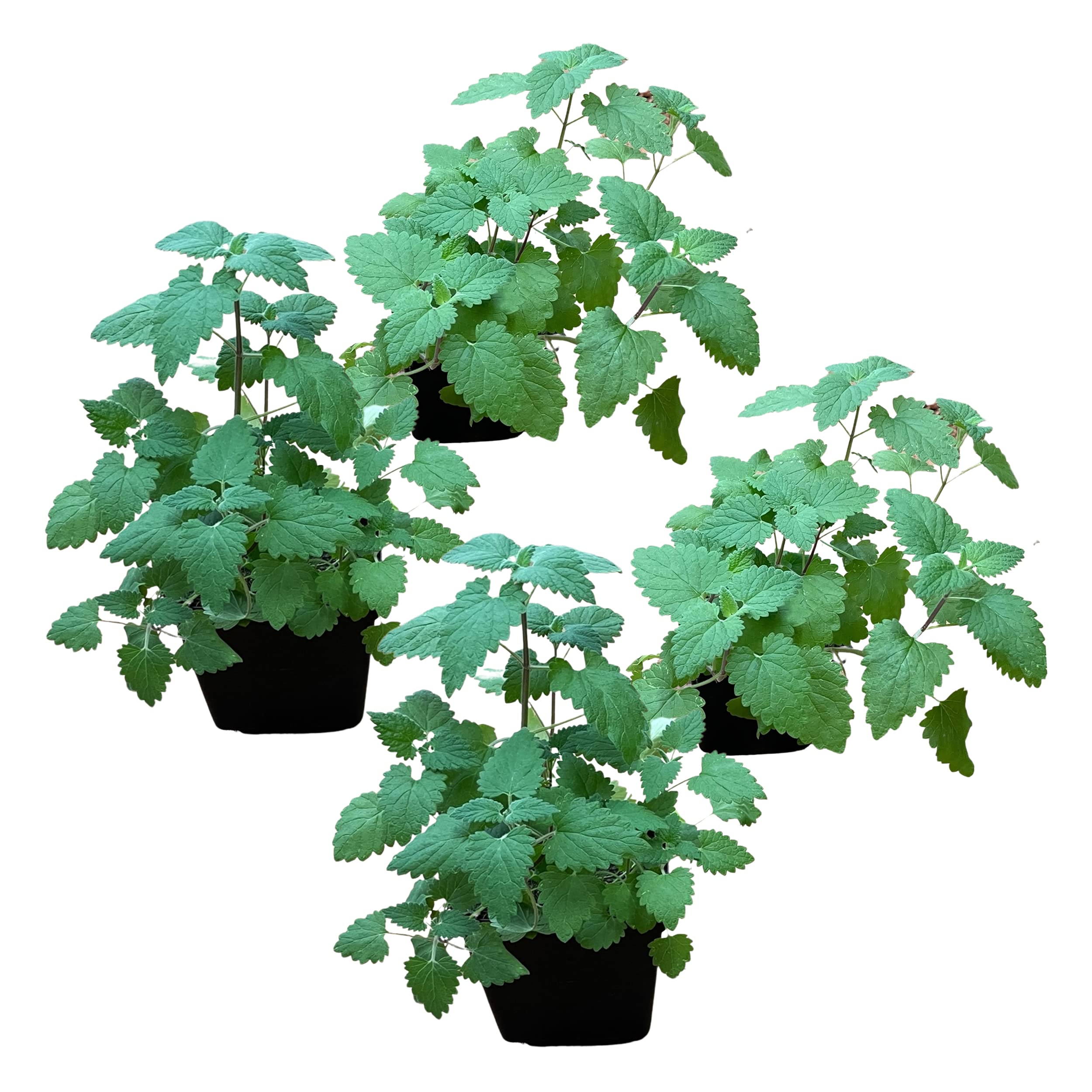 Catnip vivant The Three Company, ensemble de plantes pour stimuler le jeu et le bien-être.