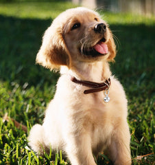 Thrymme clochette rose pour collier chien, style chic et visible.