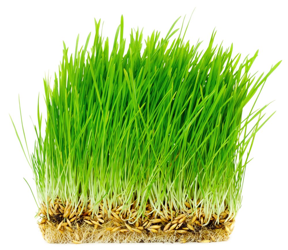 Thunder Acres graine-d-avoine bio-certifiee, idéale pour une alimentation naturelle des animaux
