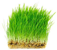 Thunder Acres graine-d-avoine bio-certifiee, idéale pour une alimentation naturelle des animaux