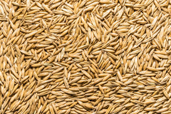 Thunder Acres graine-d-avoine non-gmo en emballage, qualité certifiée, pratique pour l'alimentation