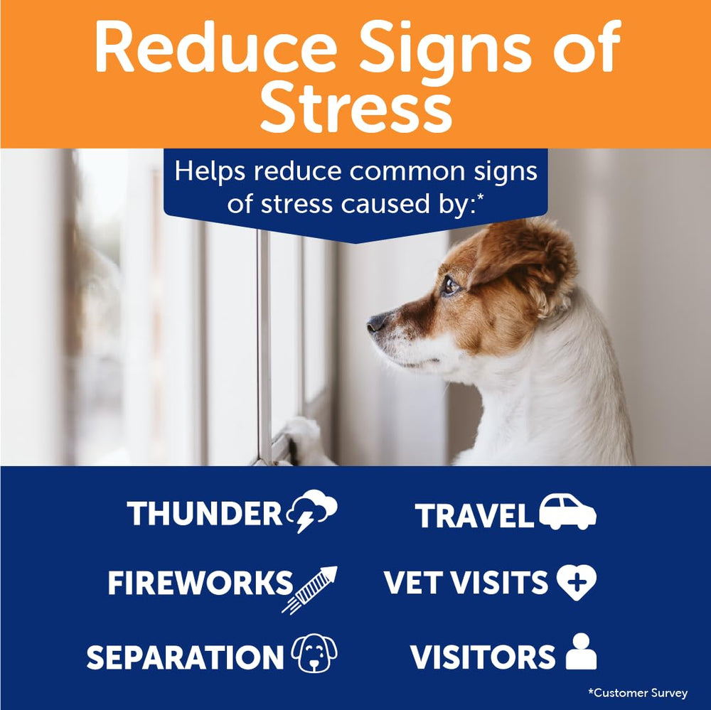 Chien calme avant une situation stressante avec ThunderBites.