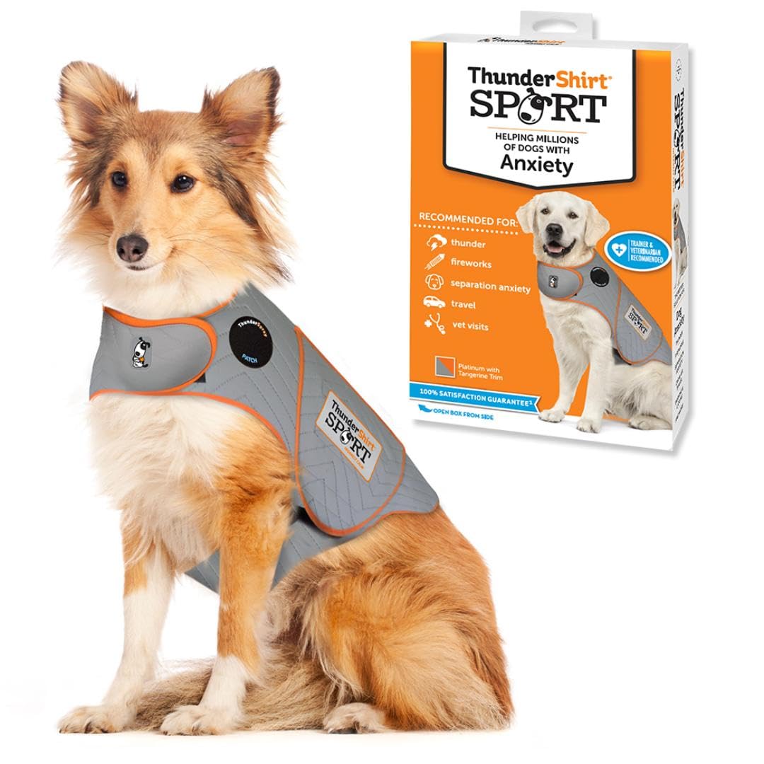 Thundershirt pour chien porté, veste apaisante qui calme l’anxiété.