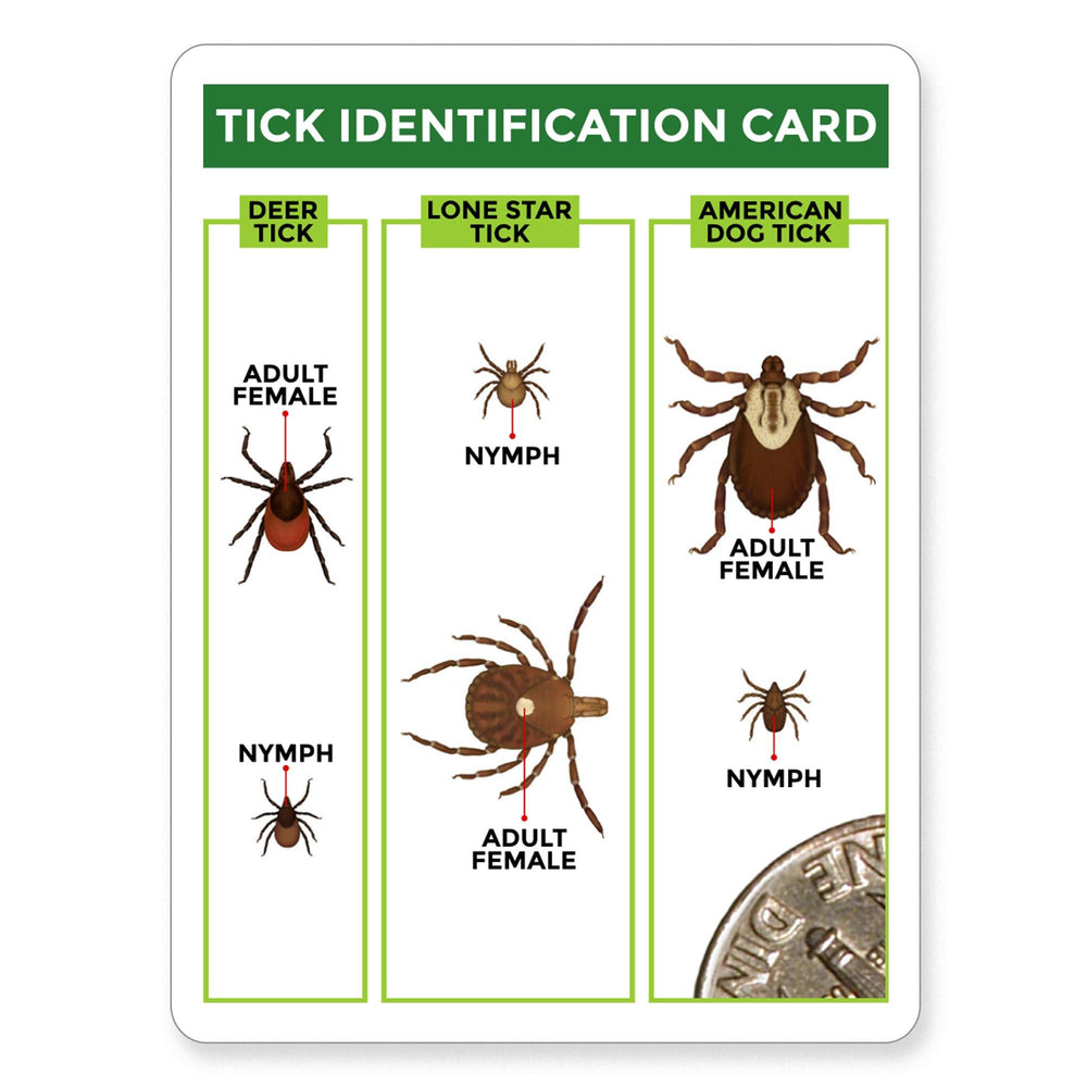 TickCheck carte-identification-tique — aide à identifier l'espèce de tique.