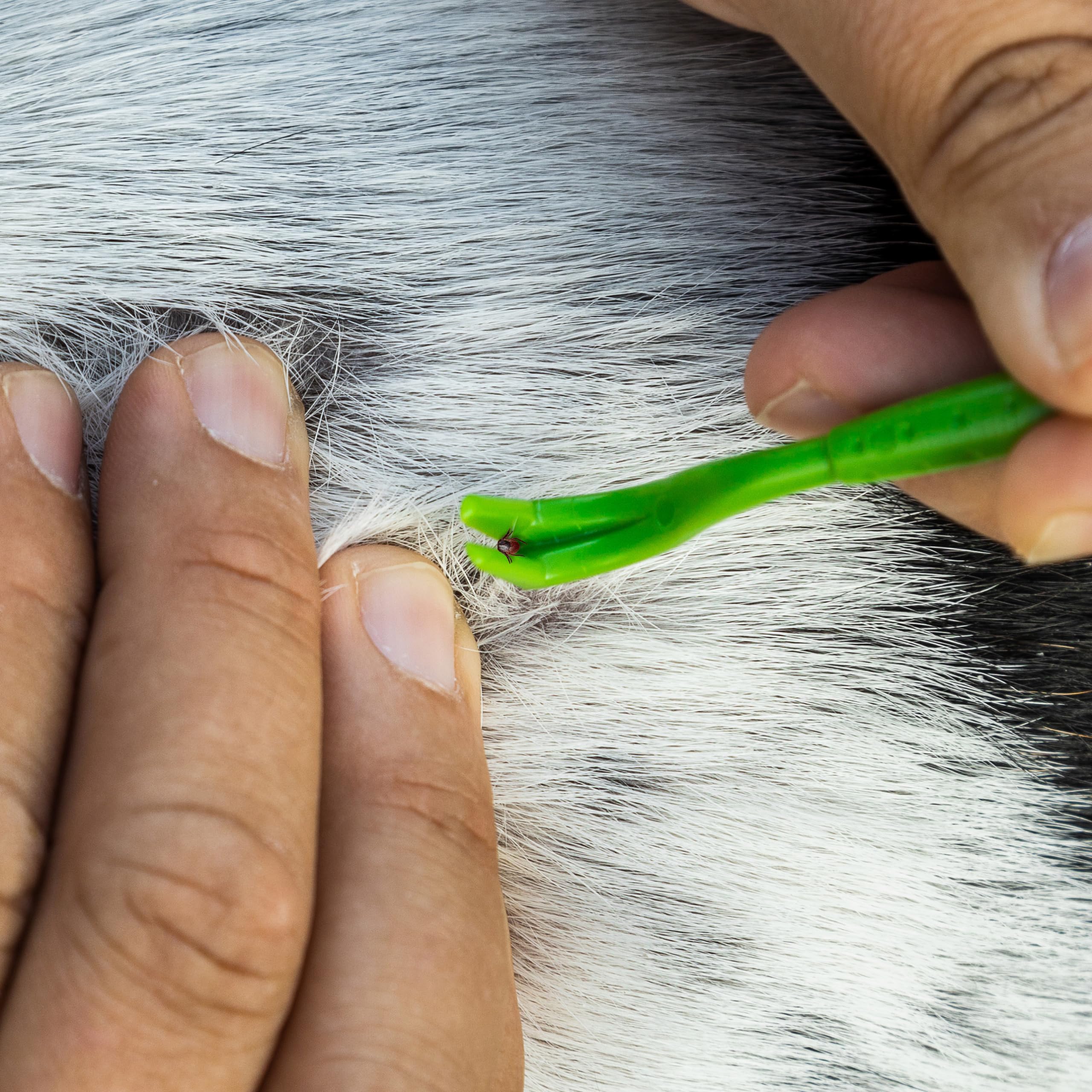 TickCheck guide-utilisation-tique — instructions simples pour enlever sans torsion.