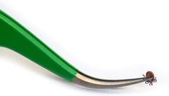 TickCheck pince tique petite acier inox pour les tiques nymphes délicates.
