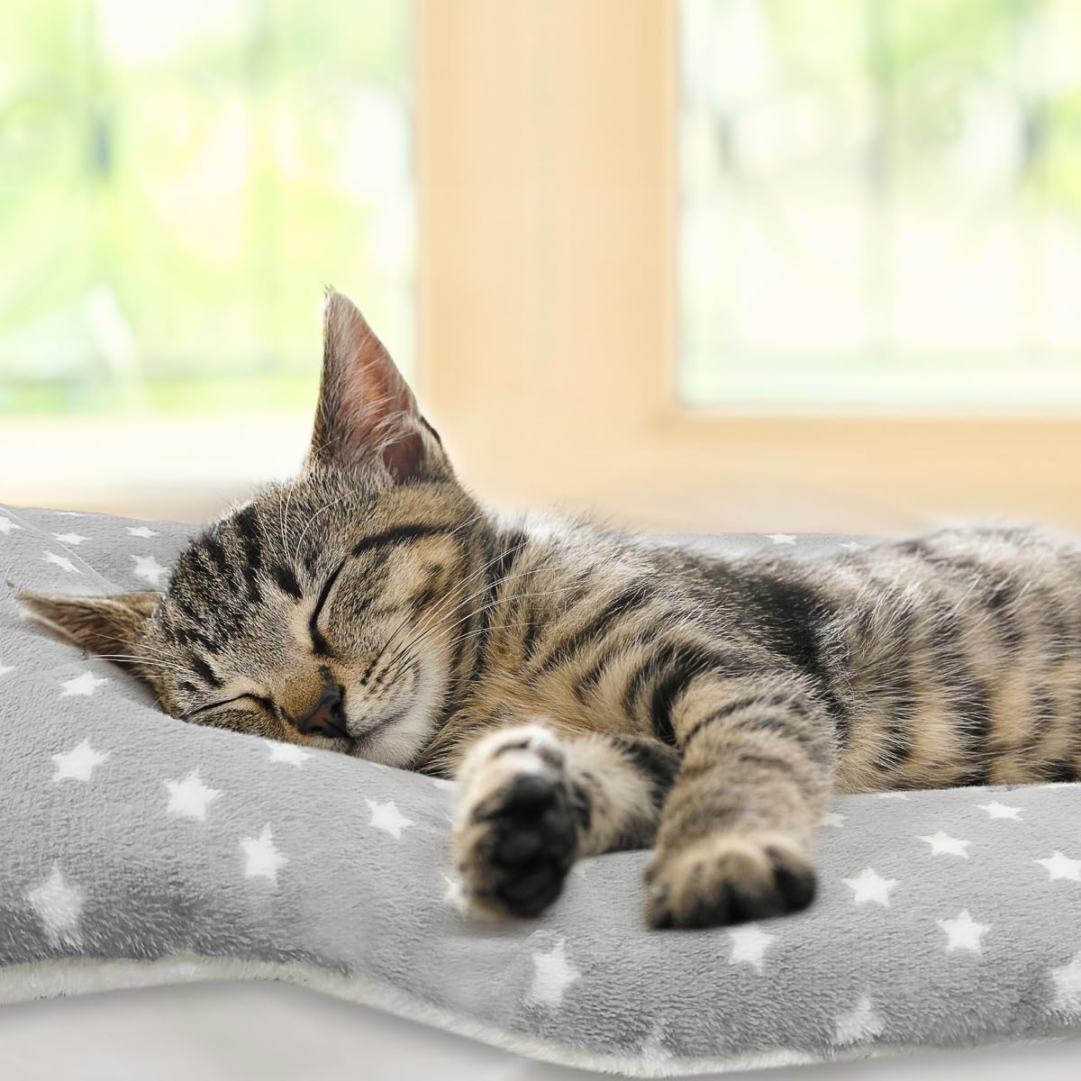 Tierecare couverture chat pour lit canapé et voiture, endroit calme.