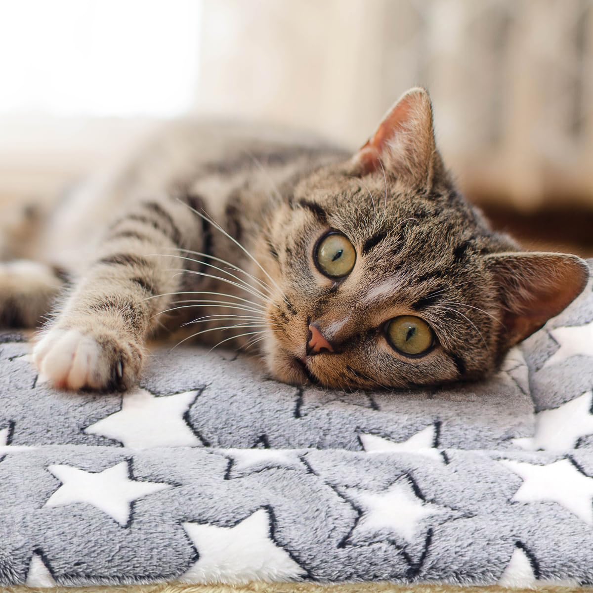 Tierecare couverture chat peluche double-face, douceur enveloppante et chaleur.