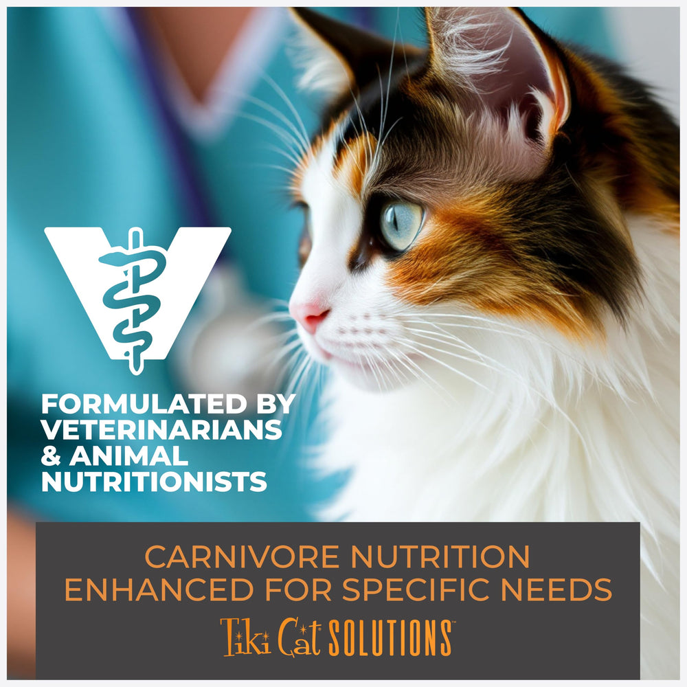 Chat dégustant Tiki Cat Solutions Skin & Coat croquettes.
